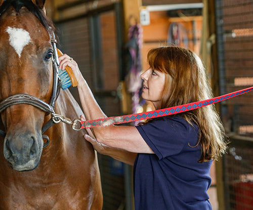woman brushing horse