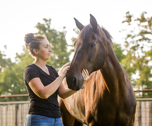 Supporting Your Horse's Hindgut Health