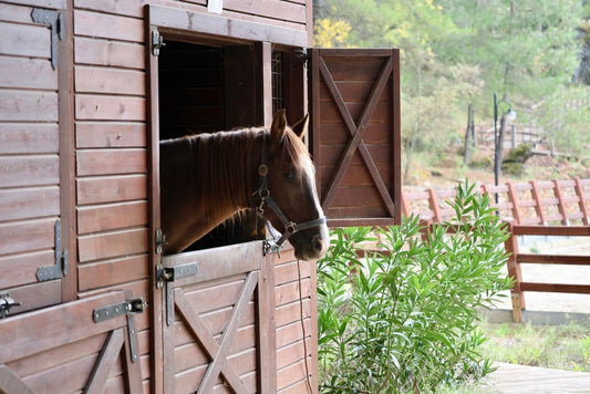 horse with its head out of stall doorway