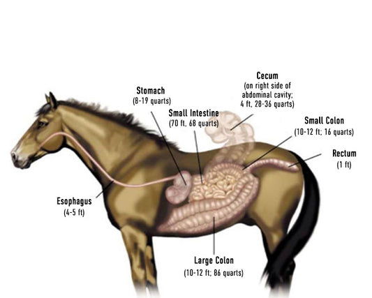 How Your Horse's Digestive System Works