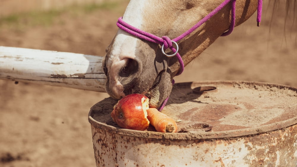 horse eating apples and carrots