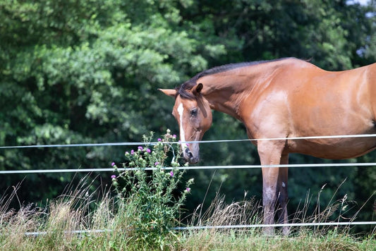 Horse and herbs in summer