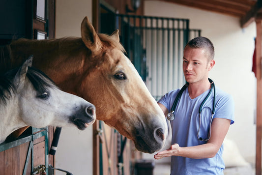 Veterinarian medical care of horses