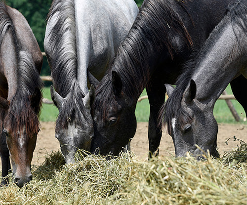 how-much-fiber-does-my-horse-need-tribute-equine-nutrition