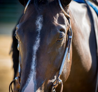 Impacts of Stress on Your Horse’s Health and Nutrition
