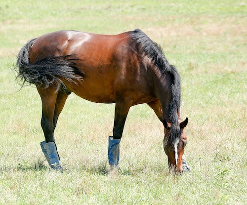 Transitioning Your Horse to Spring Pasture