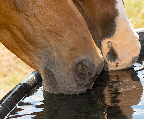 Is Your Horse Drinking Enough Water?