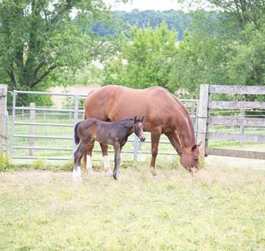 Nutritional Changes Through Your Horse’s Life Stages