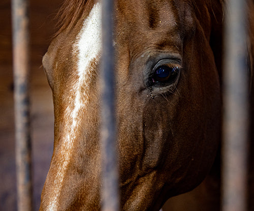 Mycotoxin Binders for Horses: Understanding Mold, Toxins & Feed Safety