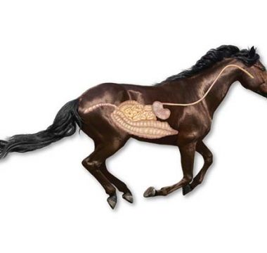 How Prebiotics & Probiotics Help Your Horse