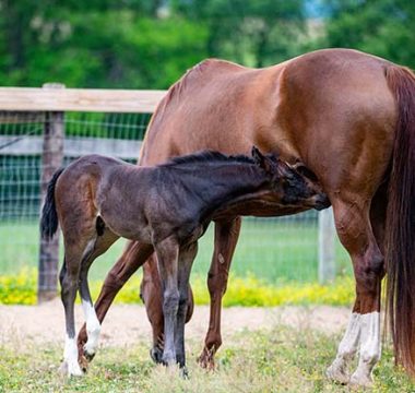 Nutrition Strategies to Enhance Broodmare Rebreeding Success