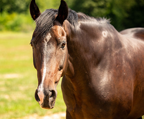 The 8 Nutrients Your Horse's Immune System Needs