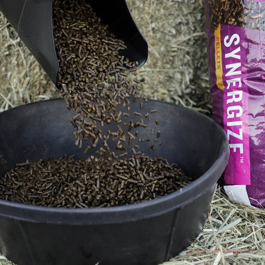 Nutritional Support for Horses with Lyme Disease