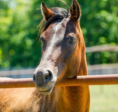 Transitioning A Young Horse to an Adult Horse Feed