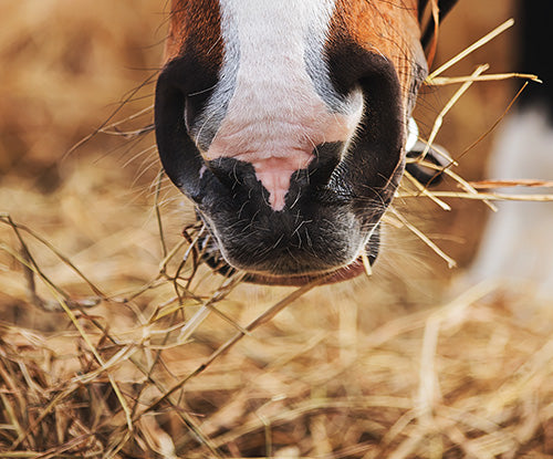 The Importance of B Vitamins for Horses