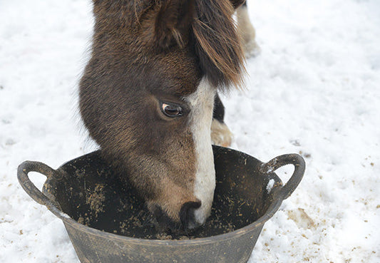 Bran Mash for Horses: Risks, Nutrition & Safer Alternatives