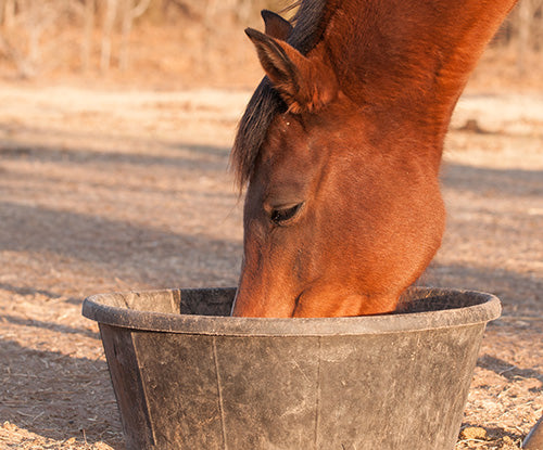 The Do’s and Don’ts of Feeding Beet Pulp to Horses