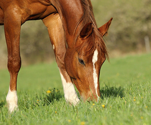 The Importance of Equine Hindgut Microbes