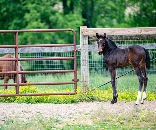 bay quarter horse colt in pasture