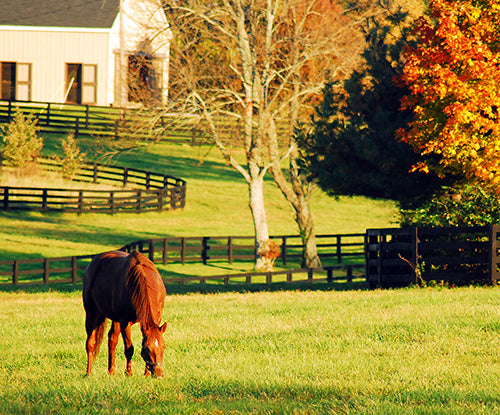 chestnut quarter horse grazing in pasture during fall
