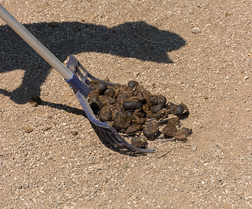 cleaning up horse poop from arena with muck rake