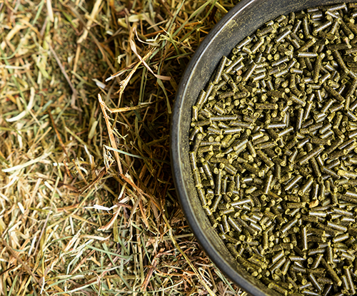 A Guide to Forage-Based Diets | Tribute® Equine Nutrition – Tribute ...