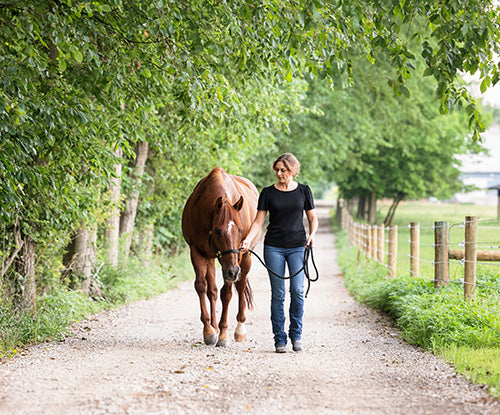 woman leading sorrel quarter horse gelding down lane
