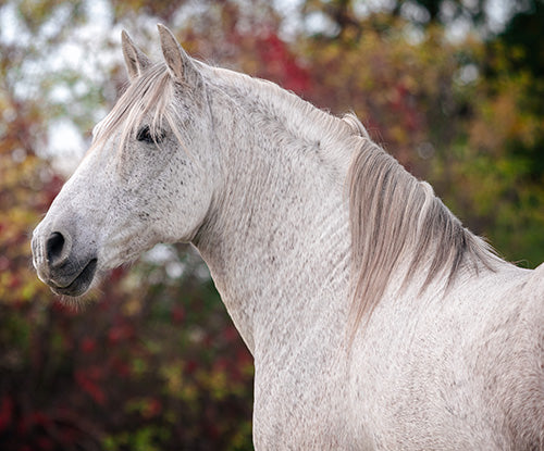Low Protein Diets for Horses with Equine Metabolic Syndrome