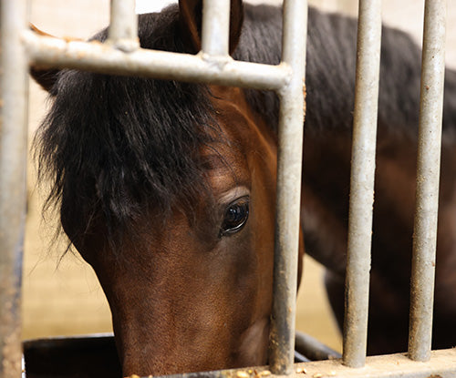 Understanding Magnesium Supplements for Horses & Their Benefits
