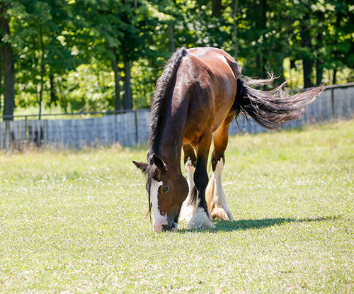 Clydesdale horse grazing in pasture