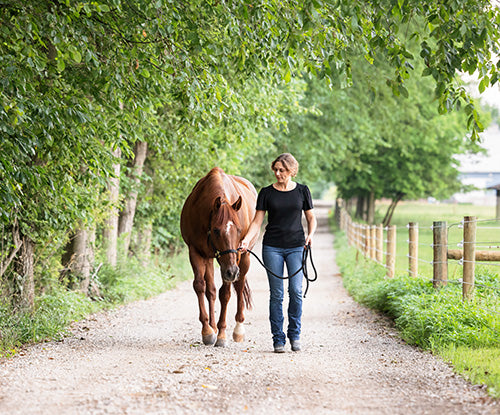 Managing Your Horse at a New Facility: Transitioning and Feeding Tips