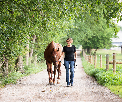 Managing Your Horse at a New Facility: Transitioning and Feeding Tips for Moving Barns