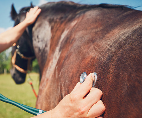veterinarian listening to a colicing horse's gut