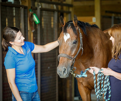 equine nutritionist evaluating bay thoroughbred horse with horse owner