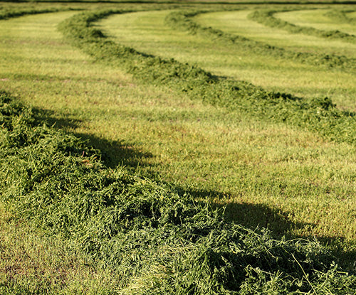 freshly cut alfalfa in hay field
