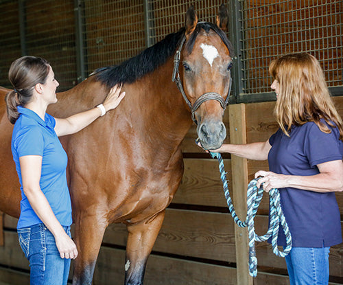 How Tribute Equine Creates Personalized Equine Feed Plans