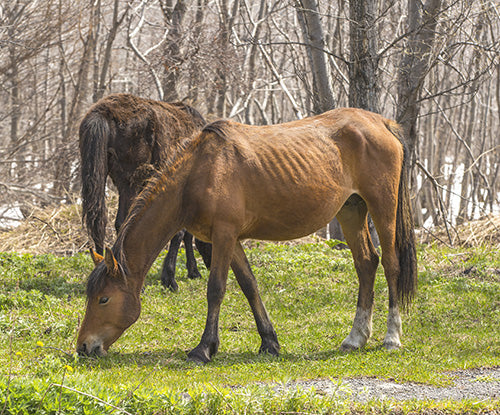 horse with hay belly