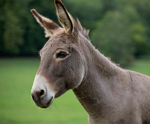 How to Safely Feed Donkeys