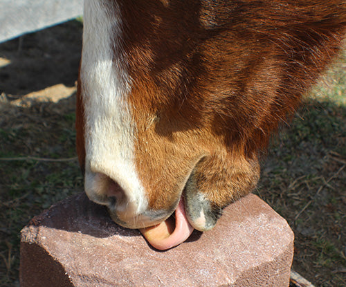 Trace Minerals: Why They Are Important for Horses