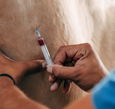Understanding Selenium for Horses and Safe Supplementation