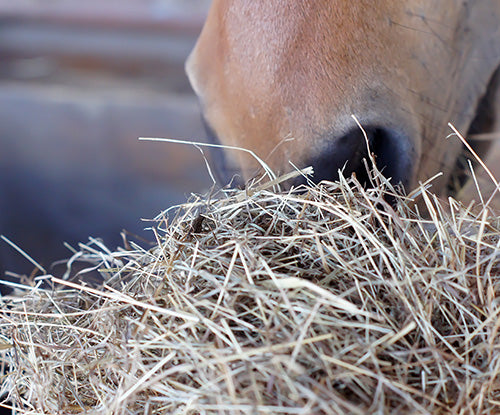 Soaking Hay for Horses: A How-To-Guide