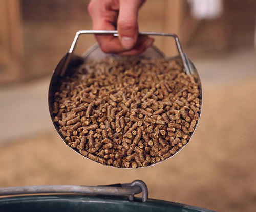 Could You Be Underfeeding Your Horse? Signs of Underfeeding and a Guide to Equine Calorie & Nutrient Needs