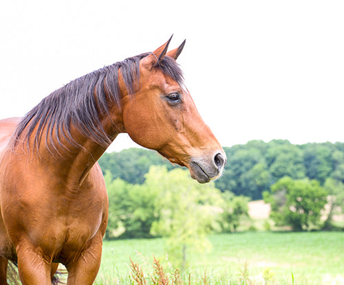 Vitamin E in Horse Diets: Why It Matters for Health & Performance