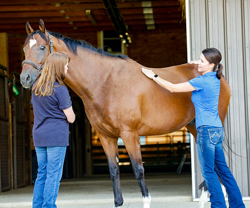 Does My Horse Need to Gain Body Condition or Muscle?