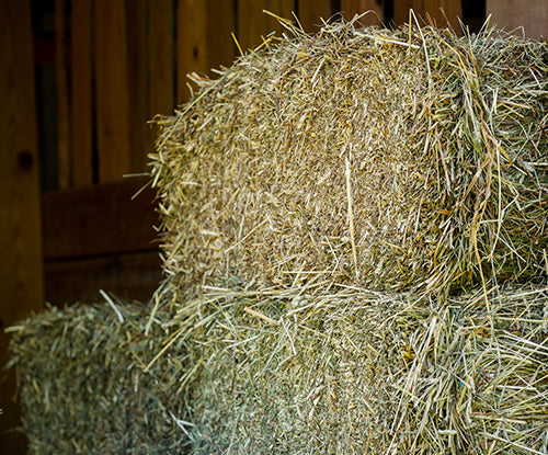 Horse Forage Intake During the Winter: Types, Alternatives and Strategies