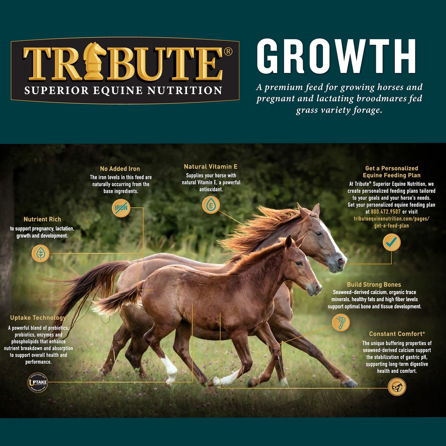 Growth Textured, Mare & Foal Feed