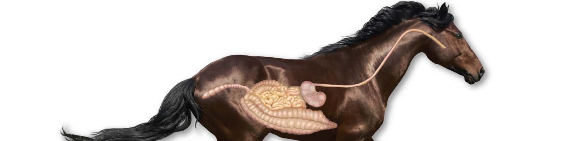 How Prebiotics & Probiotics Help Your Horse Diagram of equine digestive system. Learn how Prebiotics & Probiotics Help Your Horse.